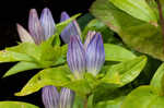 Bottle gentian